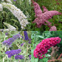 Vlinderstruik 4 kleuren mix